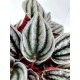 Peperomia Mendoza