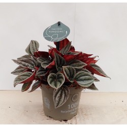 Peperomia Mendoza