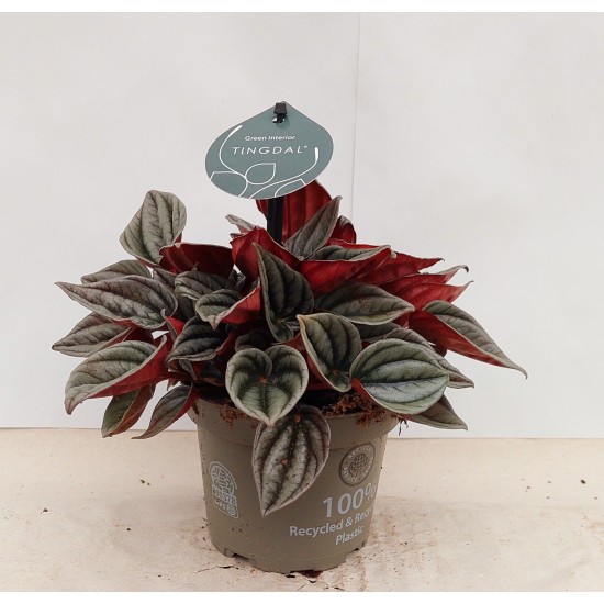 Peperomia Mendoza