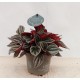 Peperomia Mendoza
