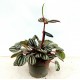 Peperomia Piccolo Banda