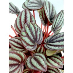 Peperomia Piccolo Banda