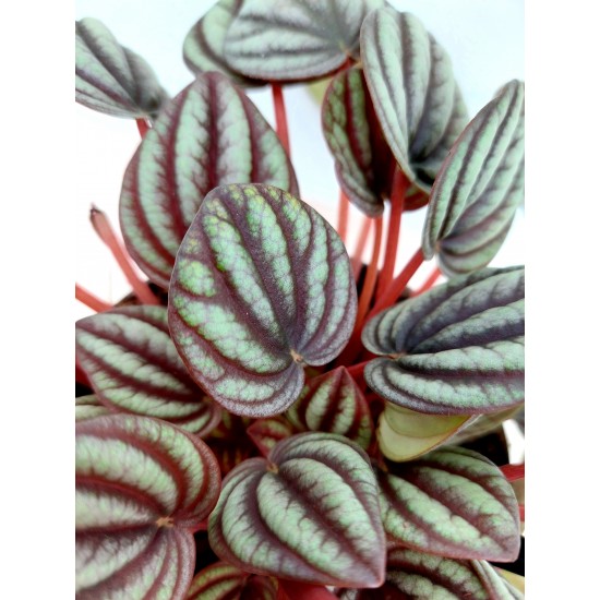 Peperomia Piccolo Banda