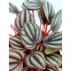 Peperomia Piccolo Banda
