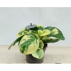 Peperomia Green Gold