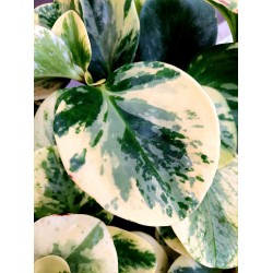 Peperomia Green Gold