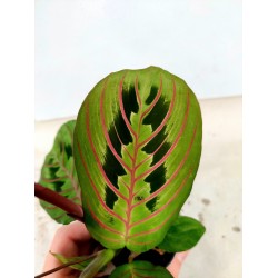 Maranta Red Stripe Maranta Red Stripe