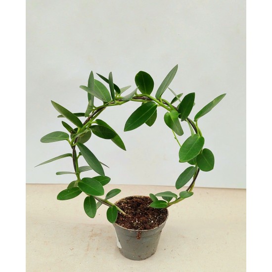 Hoya Cuminigiana Bow