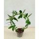 Hoya Cuminigiana Bow