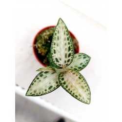 Nishikiran Japan (Скъпоценна орхидея) Nishikiran Japan (Скъпоценна орхидея)