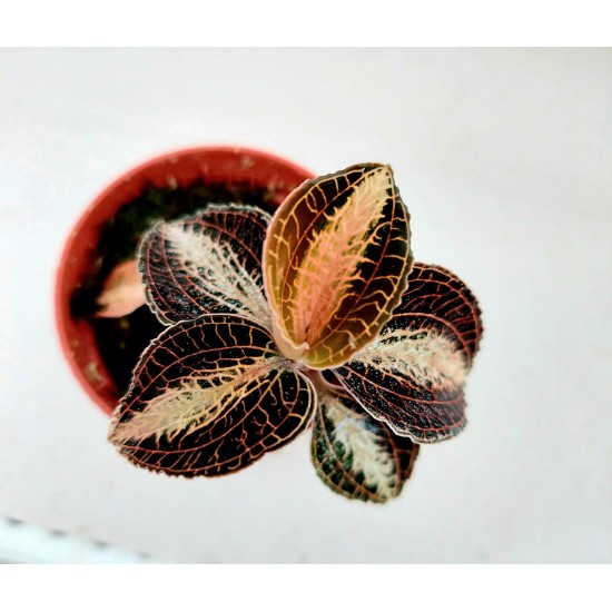 Goodyera Reticulata (Скъпоценна орхидея)