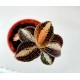 Goodyera Reticulata (Скъпоценна орхидея)