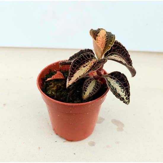 Goodyera Reticulata (Скъпоценна орхидея)
