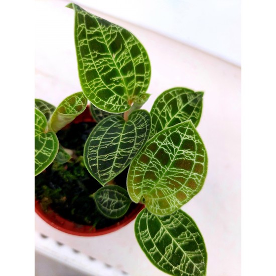 Macodes Petola (Скъпоценна орхидея)