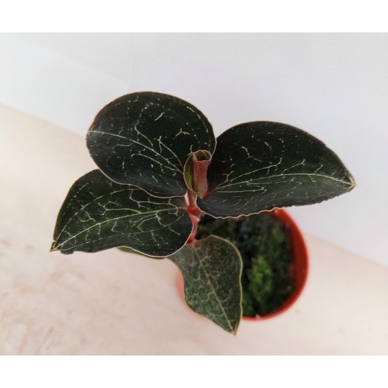 Anoectochilus Formosanus (Скъпоценна орхидея)