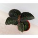 Anoectochilus Formosanus (Скъпоценна орхидея)