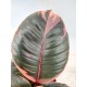Ficus (Belize)