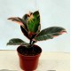 Ficus (Belize)