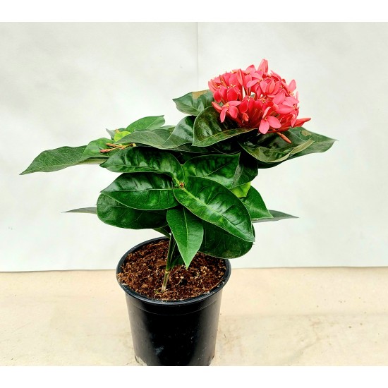 Ixora Nora Grande Pink