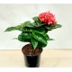 Ixora Nora Grande Pink