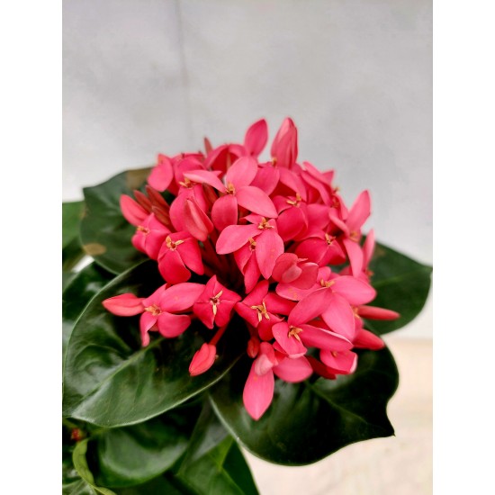 Ixora Nora Grande Pink