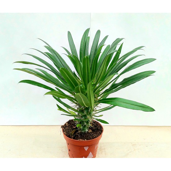 Pachypodium (Malagasy palm)