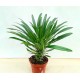 Pachypodium (Malagasy palm)