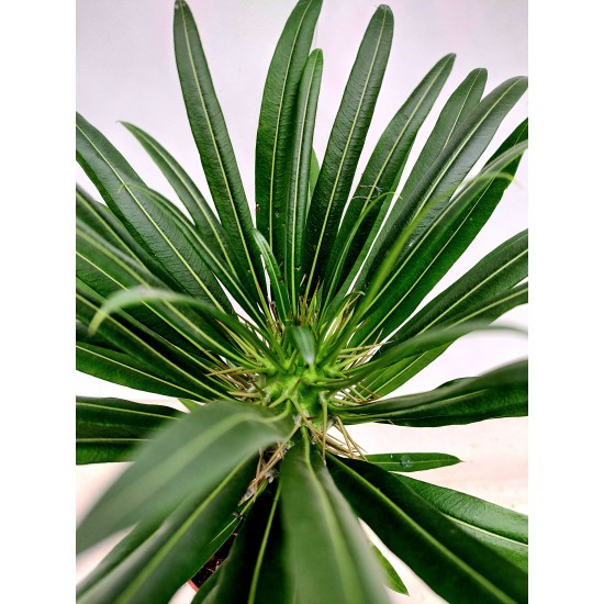 Pachypodium (Malagasy palm)