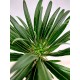 Pachypodium (Malagasy palm)