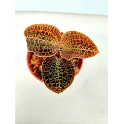Macodes Sanderiana x Limii 