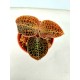 Macodes Sanderiana Limii