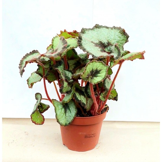 Begonia Rex