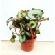 Begonia Rex