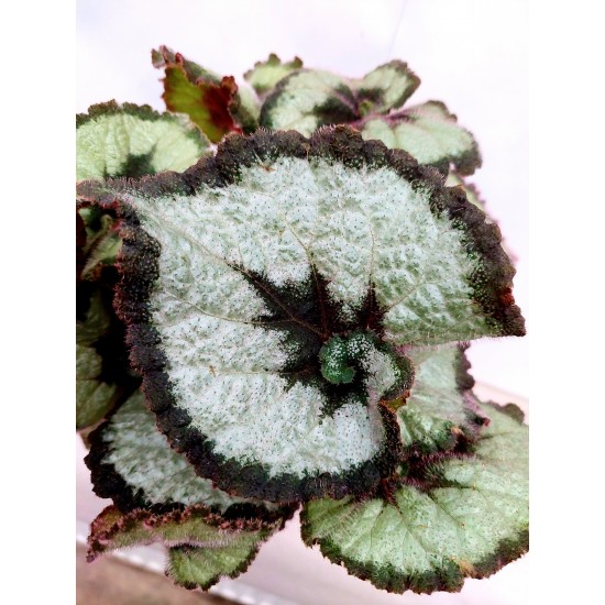 Begonia Rex