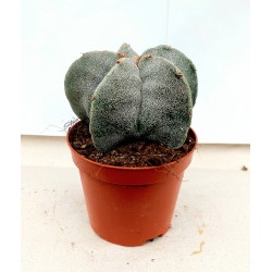 Звездовеиден Кактус (Astrophytum)