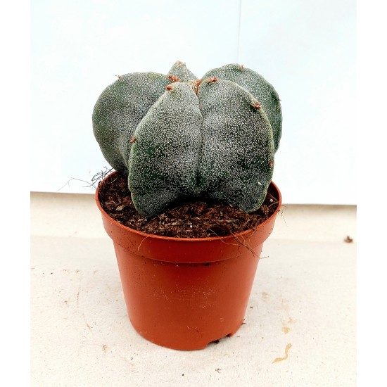 Звездовеиден Кактус (Astrophytum)