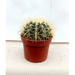 Кактус (Echinocactus)