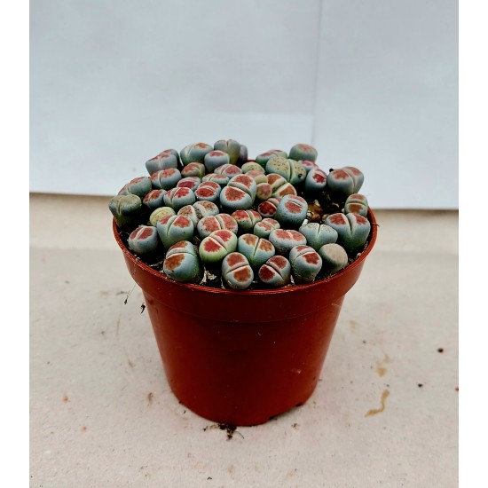 Lithops (Живи камъчета)