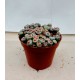 Lithops (Живи камъчета)