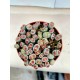 Lithops (Живи камъчета)