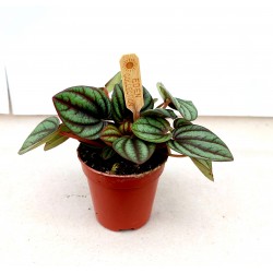 Peperomia Piccolo Banda