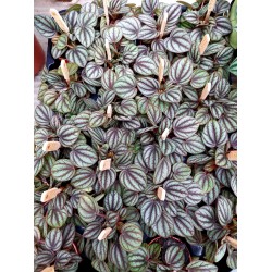 Peperomia Piccolo Banda