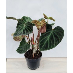 Philodendron Incensi