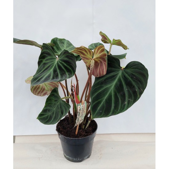 Philodendron Incensi