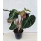 Philodendron Incensi