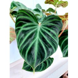 Philodendron Incensi