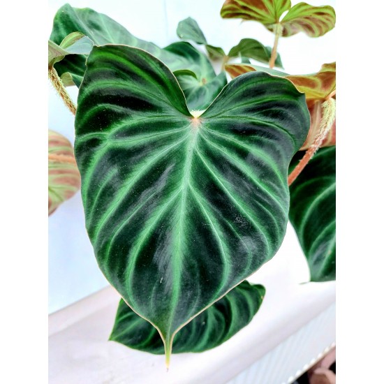 Philodendron Incensi