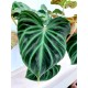 Philodendron Incensi