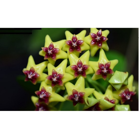 Hoya Cuminigiana Bow