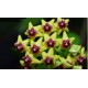 Hoya Cuminigiana Bow